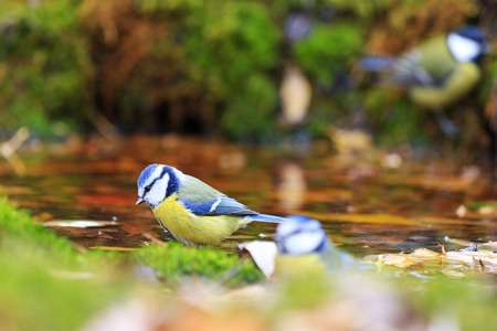birds in autumn watering,colored bird on dry tree,Eurasian blue tit ,Cyanistes caeruleus,autumn, leaves falling,の写真素材