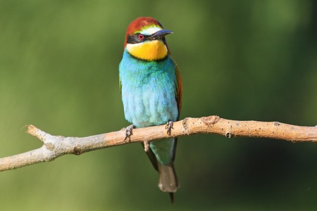 Merops apiaster sitting on a dry branch on a green background,bird of paradise, colorful birds
