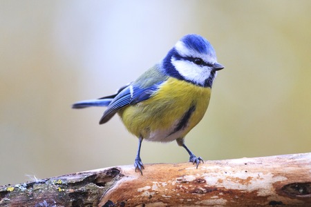 Eurasian blue tit on branch,birds drink water puddle autumn, fallen leaves, colorful leaves, bird migrationの写真素材