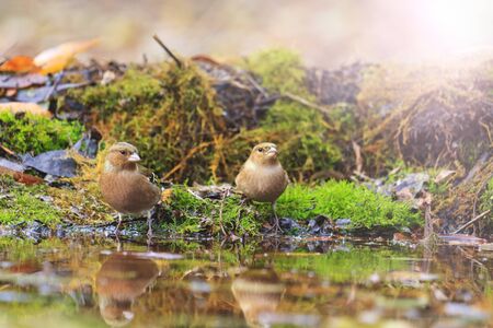 common chaffinchs on watering with sunny hotspot,birds drink water puddle autumn, fallen leaves, colorful leaves, bird migrationの写真素材