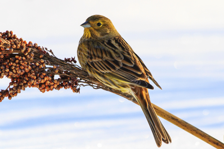 Emberiza citrinella feeding on winter day,colorful bird, birds winter nomadic birds,yellowhammerの写真素材