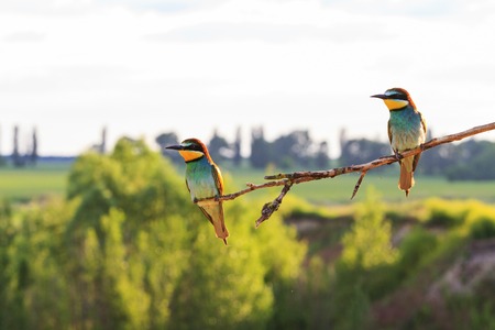 fabulous bird sitting on a dry branch,bright colors, landscape, unique momentの写真素材