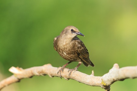Starling curiously looks in the frame,young bird, black bird