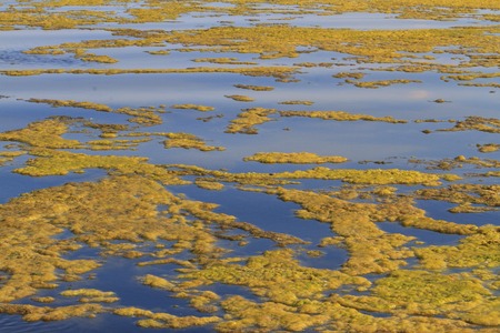 polluted river algae,waste of human activity