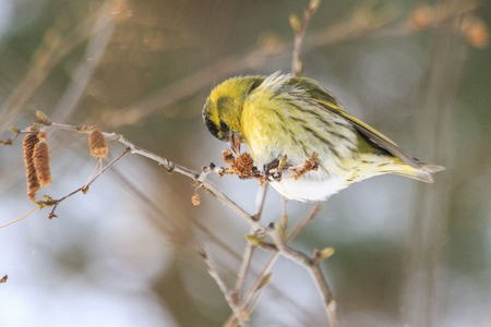 siskin on thin birch branch eats birch earrings,northern bird, siskin, migration, winter, winter survivalの写真素材