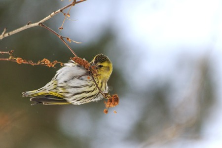 winter bird feeding on birch earrings,northern bird, siskin, migration, winter, winter survivalの写真素材