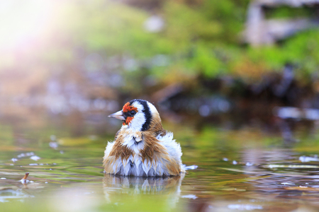 bird with a red head on watering with sunny hotspot,autumn colored bird, unique moment,の写真素材