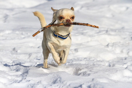 Chihuahuas running in the snow and has a branch cute, baby face, small dog, glamorの写真素材