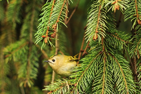 goldcrest ,Regulus regulus among the pine branches,little bird, the smallest birdの写真素材