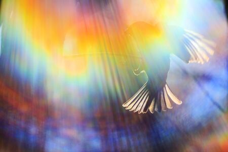 color spectrum and a sparrow in flight,art, unusual angle, color frameの写真素材