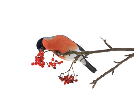 Cute colorful eurasian bullfinch eating red berries isolated on white,Pyrrhula pyrrhula, single maleの写真素材