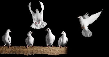 set of white doves on a black background,Valentine's Day, love, love day, heart, symbol of loveの写真素材