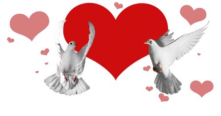 pair of white doves and red hearts on a white background,Valentine's Day, love, love day, heart, symbol of loveの写真素材
