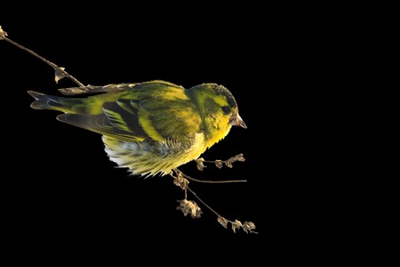 Eurasian siskin , Spinus spinus ,sitting in weeds isolated on black,forest bird, winter, cold, survivalの写真素材