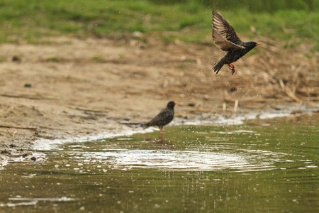 Starling flies from the surface of the lake,birds and animals in the wild life, bird in the native environmentの写真素材