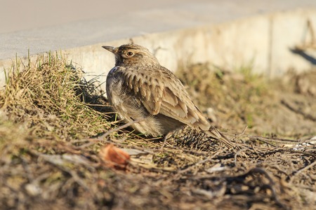 crest lark at the roadside,Galerida cristata,wildlife, bird tufted, inconspicuous birdの写真素材