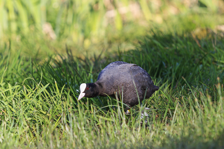 coot sneaking through the green grass to the water,wildlife, waterfowl, black birdの写真素材