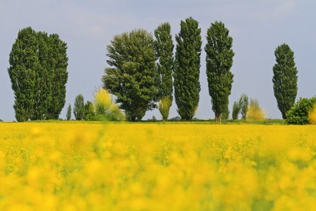rapeseed field and green poplar,oilseeds, agricultural field, color landscapeの写真素材