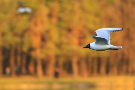 black and white seagull flying on a background of colored woods,wildlife, waterfowl, black and white...