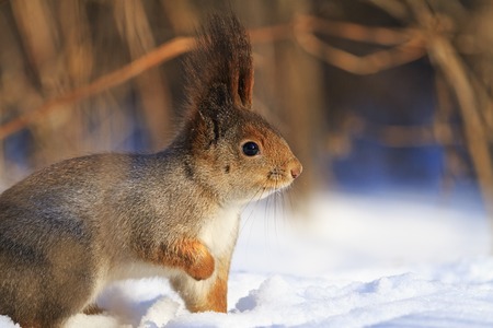 squirrel common in the snow on a sunny day wild animals, mammals, forest, wildlifeの写真素材