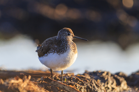 first spring birds sandpiper basking in the first rays,wildlife,sping 2017の写真素材