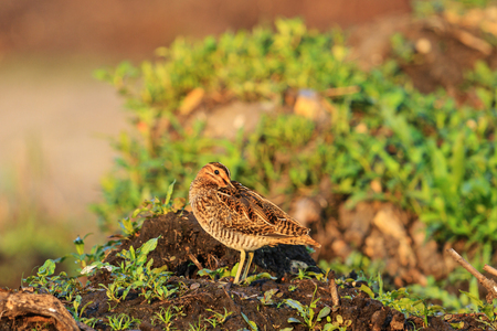 first spring birds sandpiper snipe rest after the flight,Spring 2017, migration of birds, waterbirds, wild bird northern birdsの写真素材