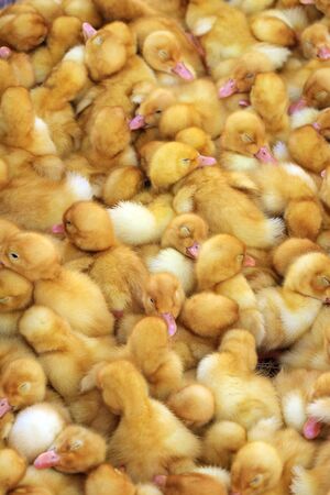 thoroughbred ducklings,pets, farm livestock birds waterfowlの写真素材