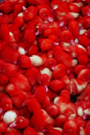 colored ducklings red,pets, farm livestock birds waterfowlの写真素材