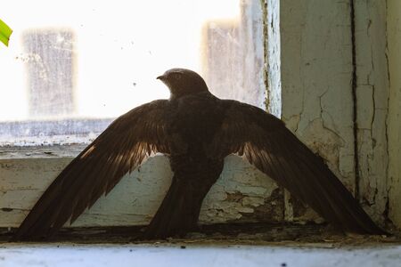 bird apus crashed,man and nature, common swift, accident and bird windowの写真素材