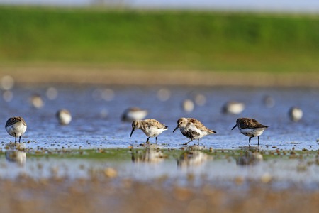 flock of sandpipers sunny morning walk in shallow water,wildlife, spring migration, migratory birds, waterbirds, northern birdsの写真素材
