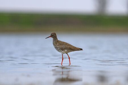 sandpiper with red legs standing in estuary,wildlife, spring migration, migratory birds, waterbirds,...