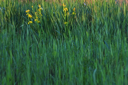 Iris pseudacorus flowers for perfumery,cosmetology, perfumes, natural extracts, essential oils, green conceptの写真素材