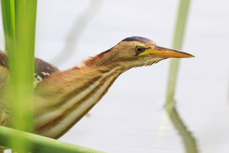 Ixobrychus minutus with long neck,waterbirds, rare bird, a bird with a long beakの写真素材