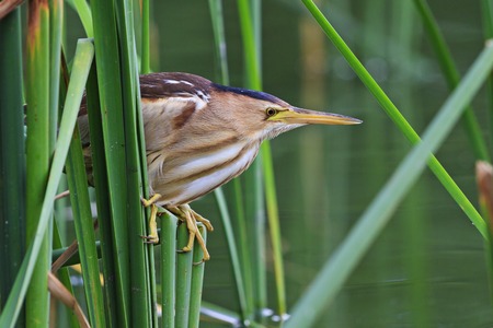 Ixobrychus minutus sitting on the edge of thickets?waterbirds, rare bird, a bird with a long beak