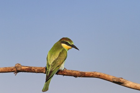 Emerald bird sitting on a branch,bee-eaters, colorful bird, bird of paradise