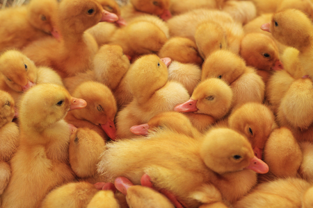 yellow ducklings sleeping in a heap,poultry, pets, ducks, small animals, young fluffyの写真素材