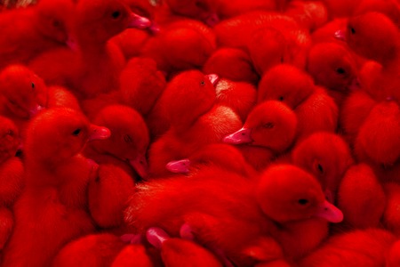 red ducklings sleeping in a heap,poultry, pets, ducks, small animals, young fluffyの写真素材