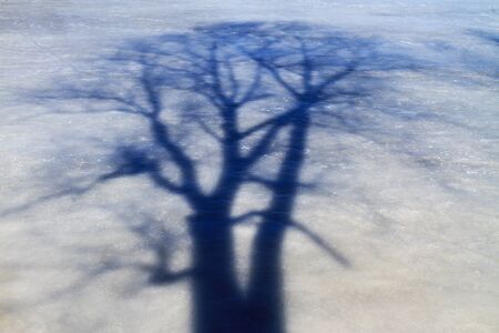 shadow of a tree on ice,trees, shadows, silhouettes trees lonely tree, one sunny day, branchesの写真素材