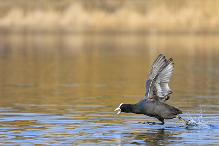 coot running on the water and fluttersの写真素材