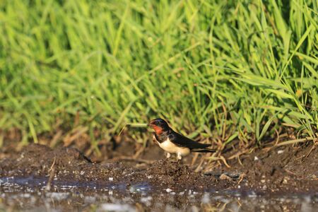 Swallow holds a straw in its beak,spring bird with a red head, a pool