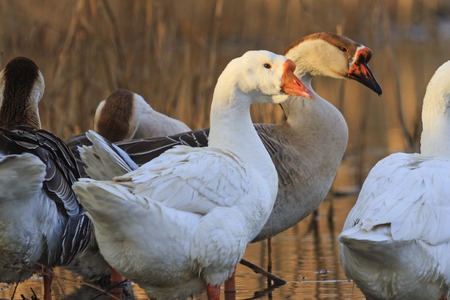 Household geese on the lake,poultry farm, gray goose, white goose, foie gras, poultry farm, natural production,の写真素材