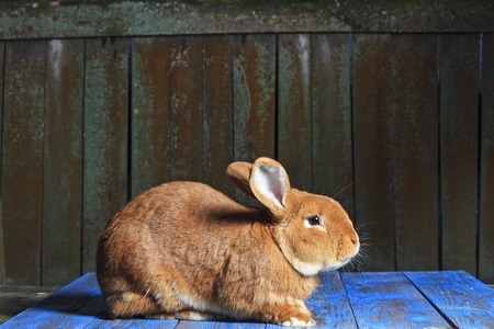 holiday rabbit sitting on a plank table,celebration, Easter, Easter Bunny, the symbol of the holiday, pets, purebred rabbit, farm, rodents, beautiful fur,の写真素材