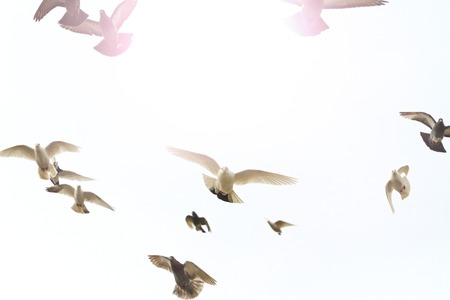 flock of doves flying in the forehead with sunny hotspot,light, mail delivery, peace on earthの写真素材