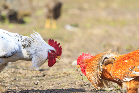 white and red rooster preparing to fight,symbol, the conflict, poultry, unique moment, chickens, oppositionの写真素材