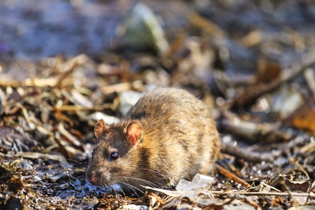 Gray rat in the wild by the lakeの写真素材