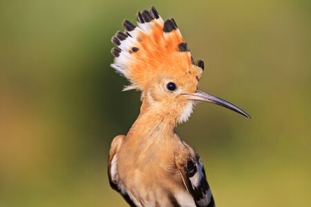 hoopoe with beautiful bangs rare moment,exclusive birdの写真素材