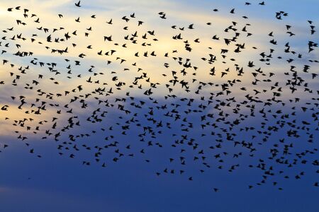 flock of starlings in the evening sky,migrationの写真素材