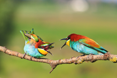 birds of paradise clarifies the relationship,natural wonders and beautiful colorsの写真素材