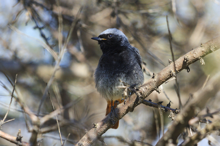black bird with orange tail,wild forest songbirds