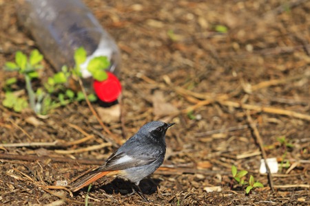 singing bird on the lawn of debris that left people,wild forest songbirdsの写真素材
